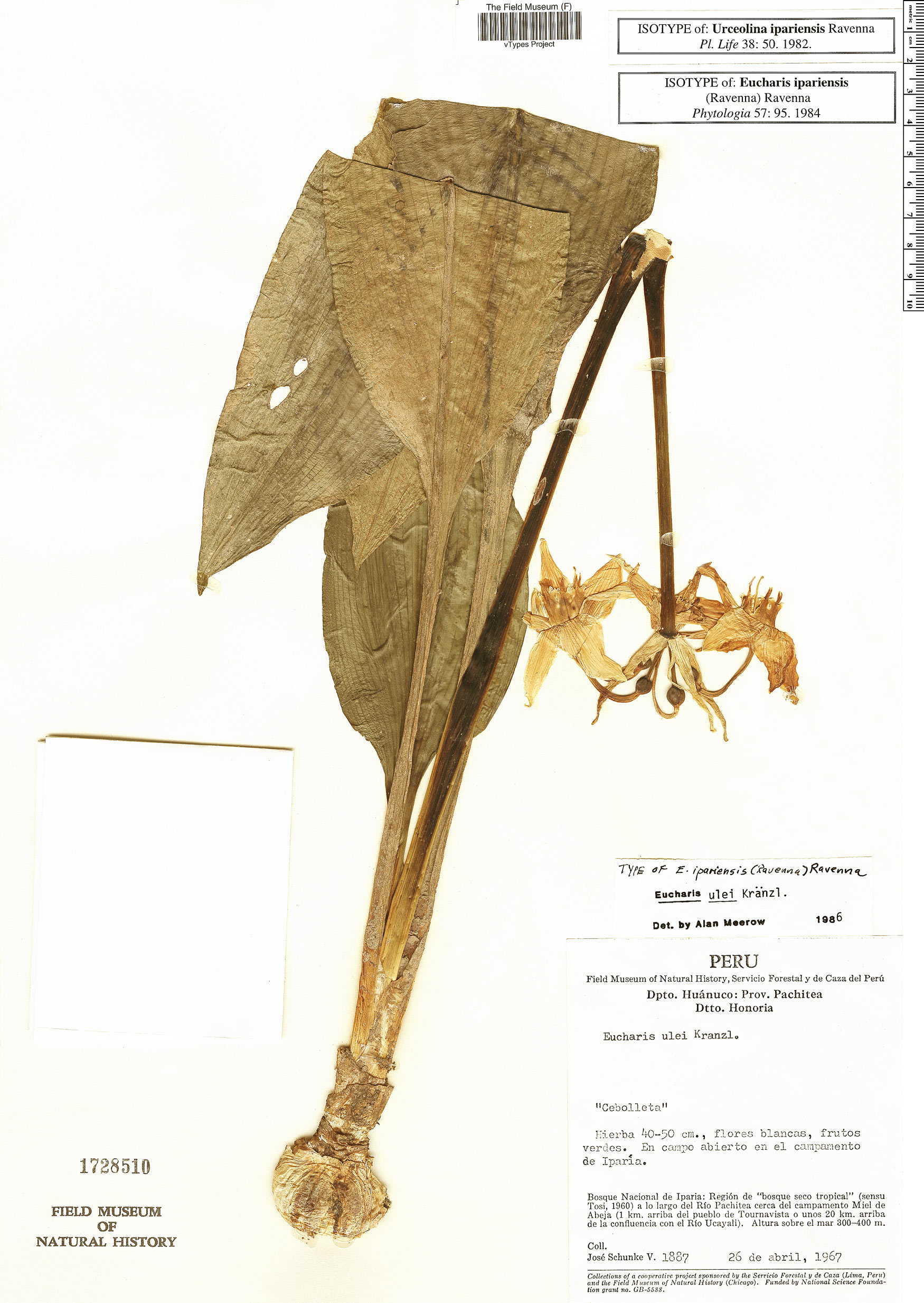 Urceolina ipariensis image