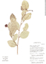 Annona cornifolia image