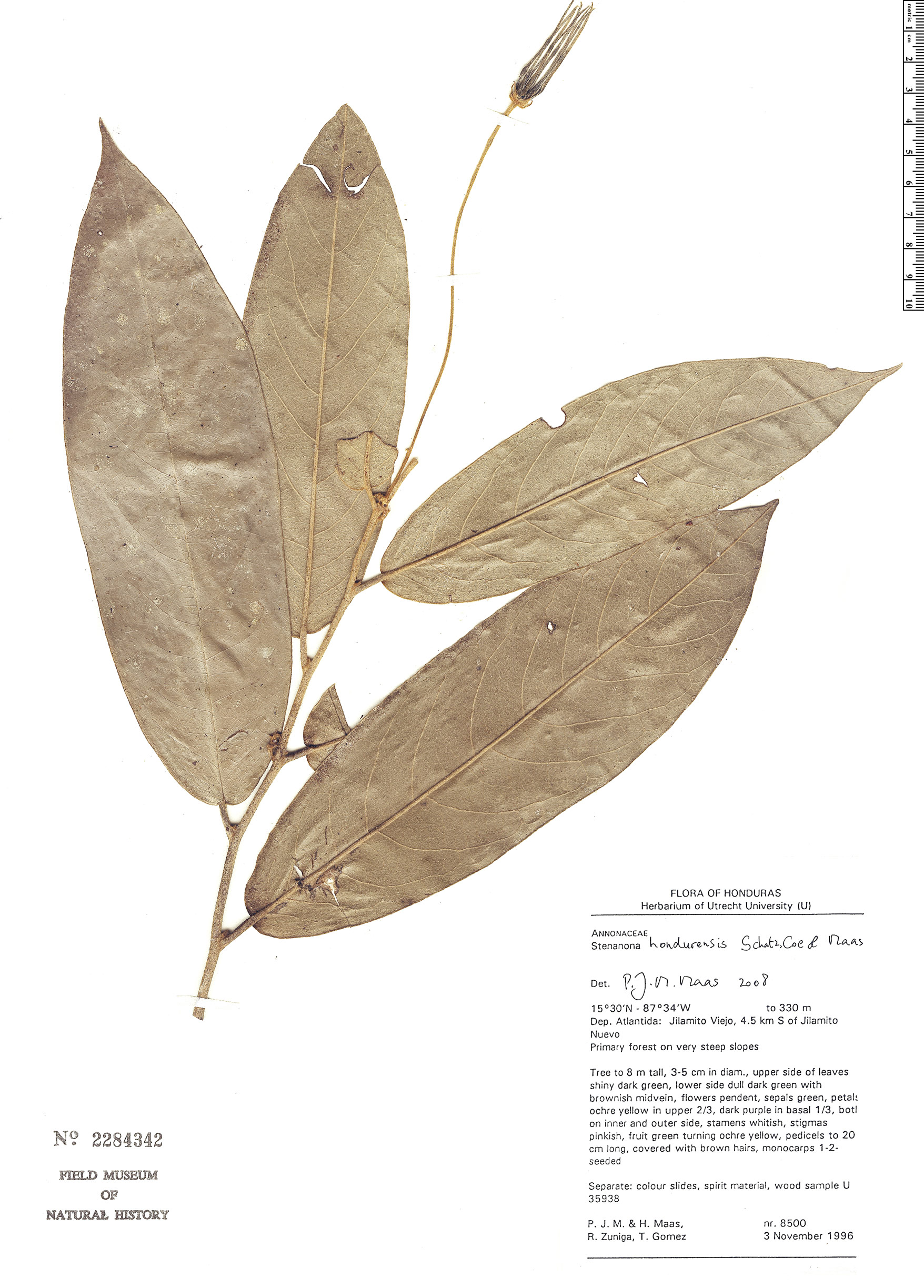 Stenanona hondurensis image