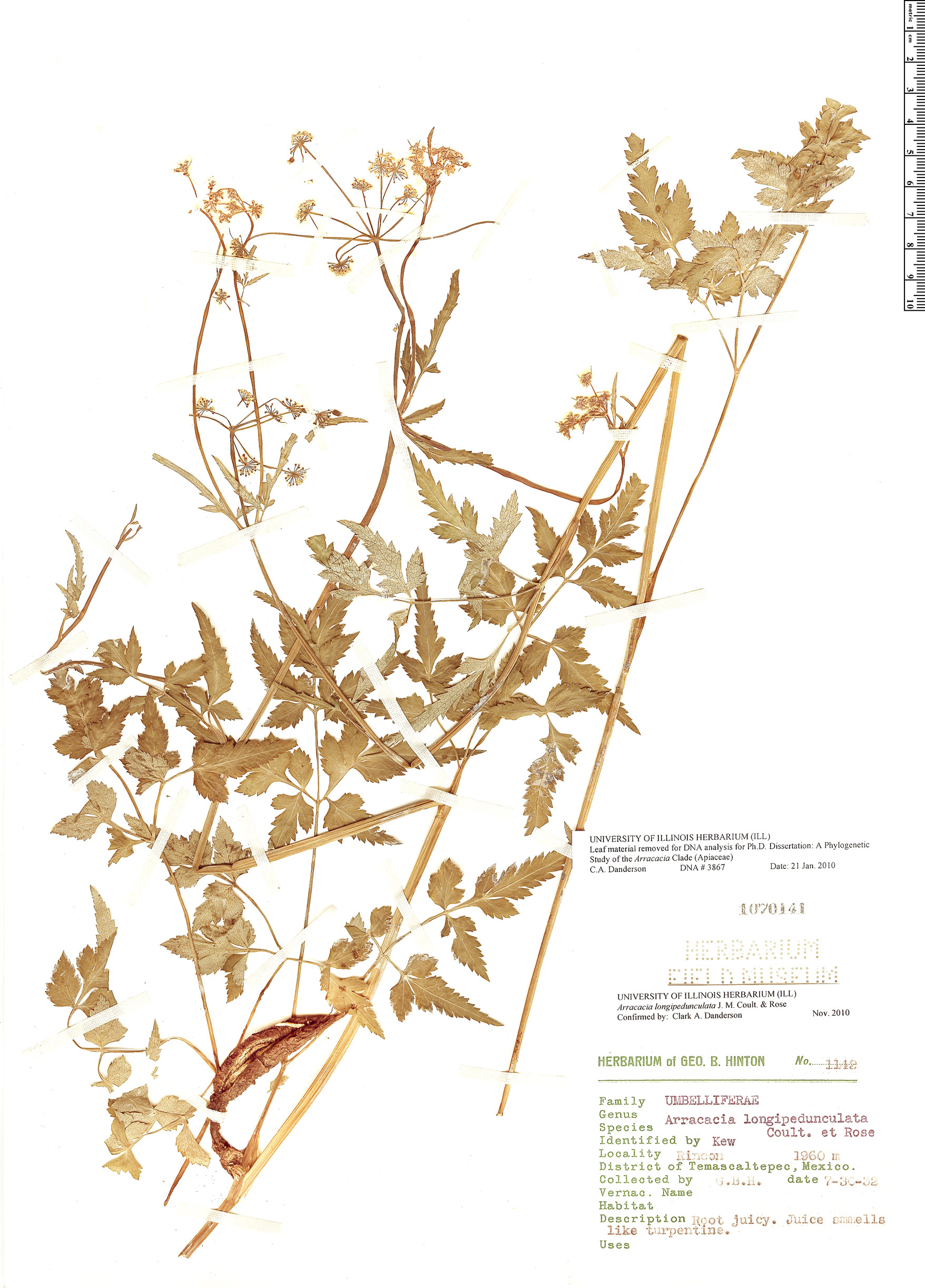 Arracacia longipedunculata image