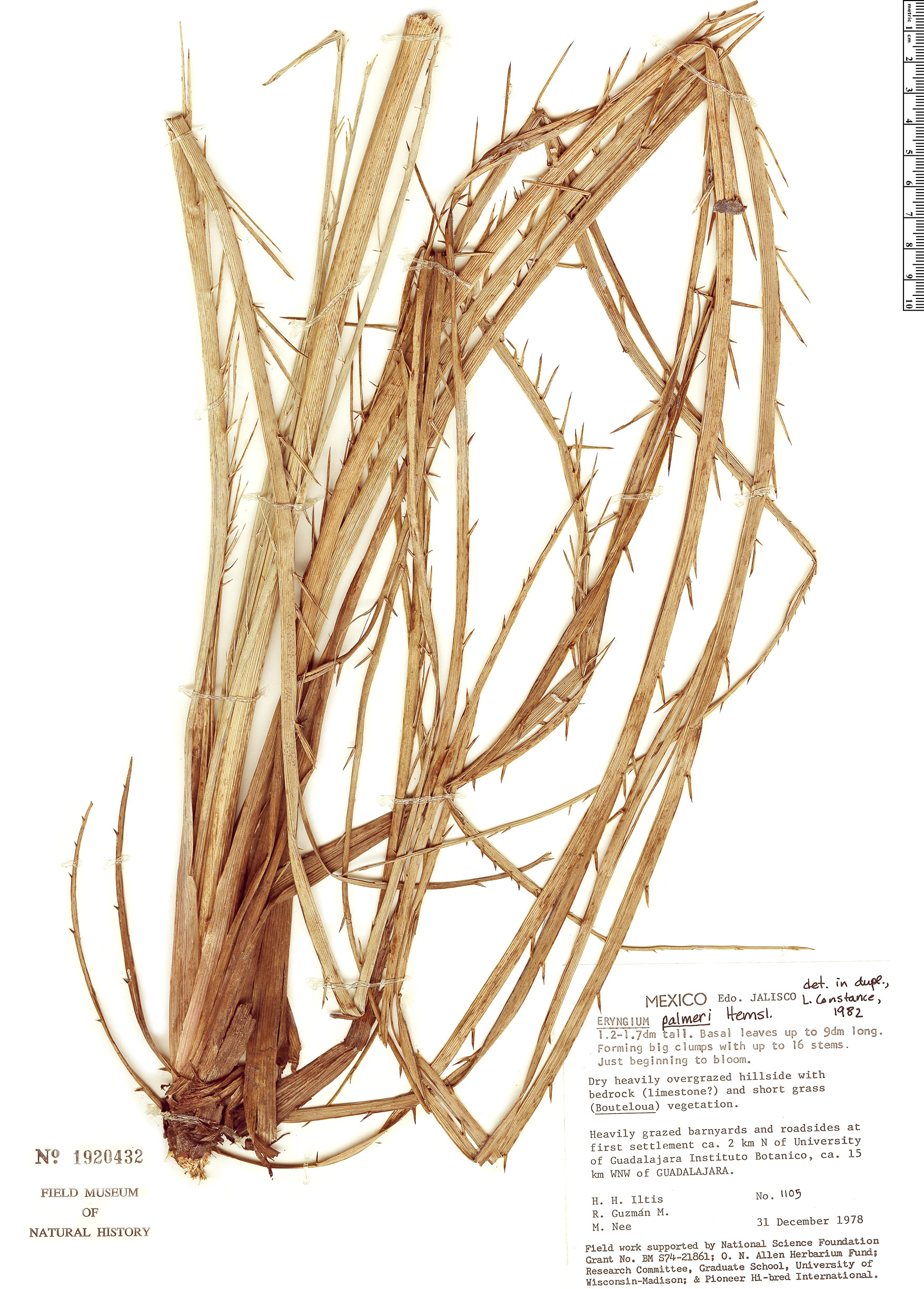 Eryngium palmeri image
