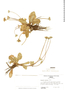 Eryngium scaposum image