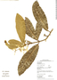Aspidosperma macrophyllum image