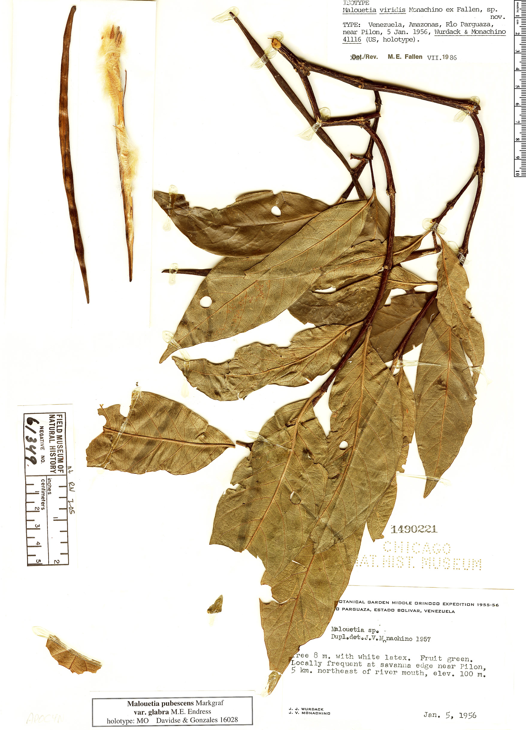 Malouetia pubescens var. glabra image