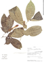 Stemmadenia grandiflora image