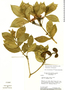 Tabernaemontana solanifolia image