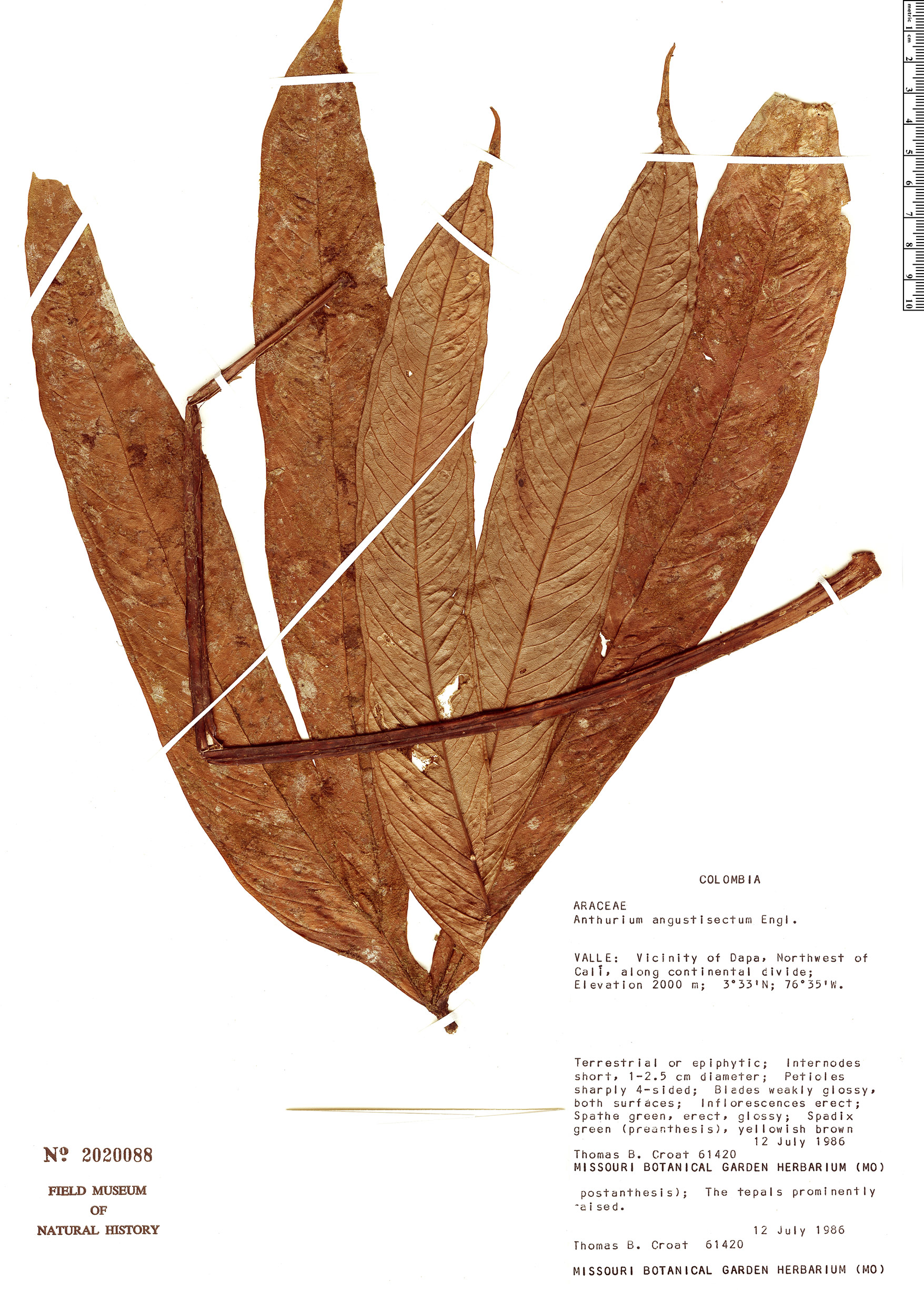 Anthurium angustisectum image