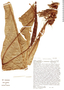 Anthurium caucavallense image