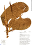 Anthurium cordiforme image