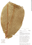 Anthurium ochreatum image