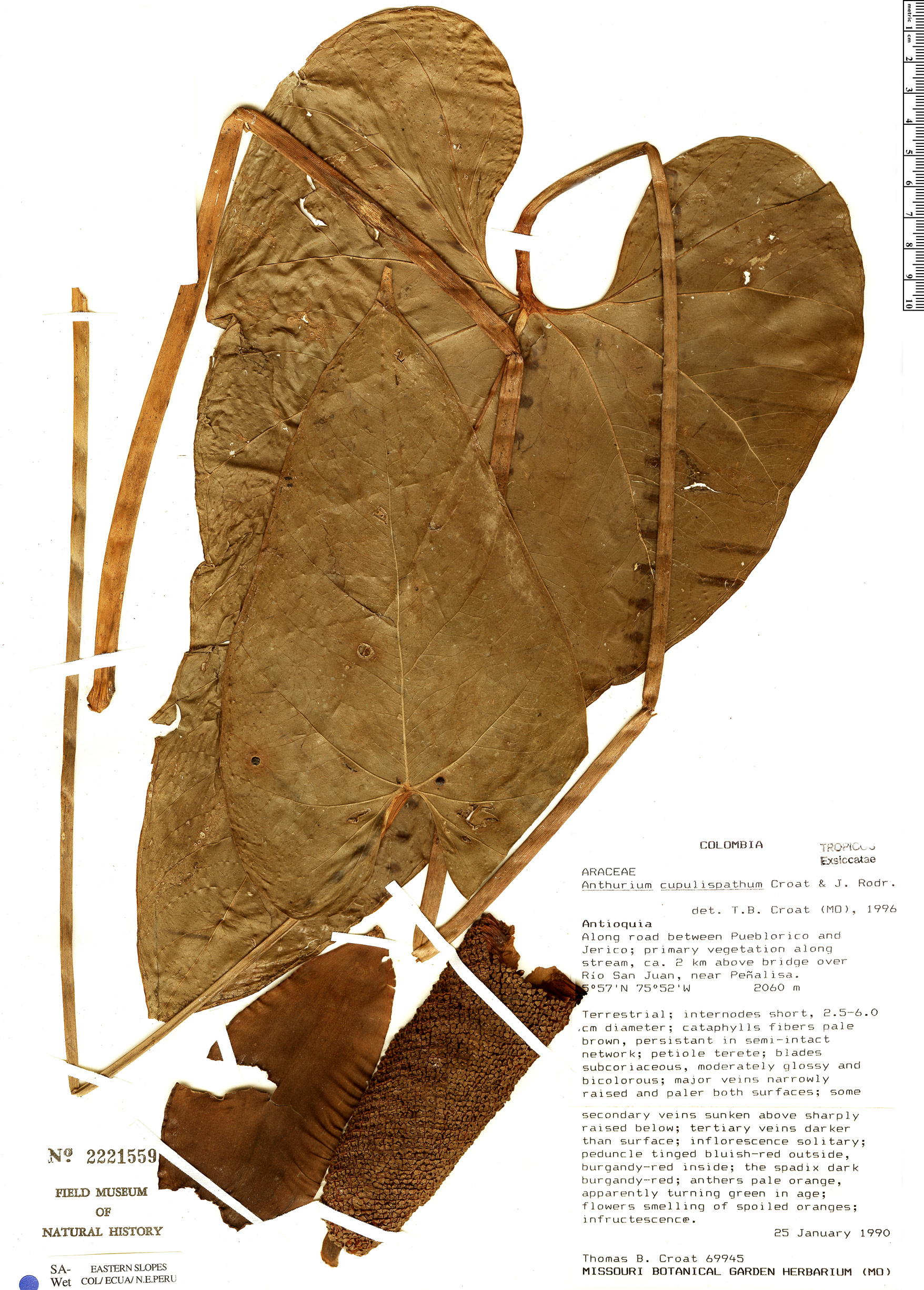 Anthurium cupulispathum image