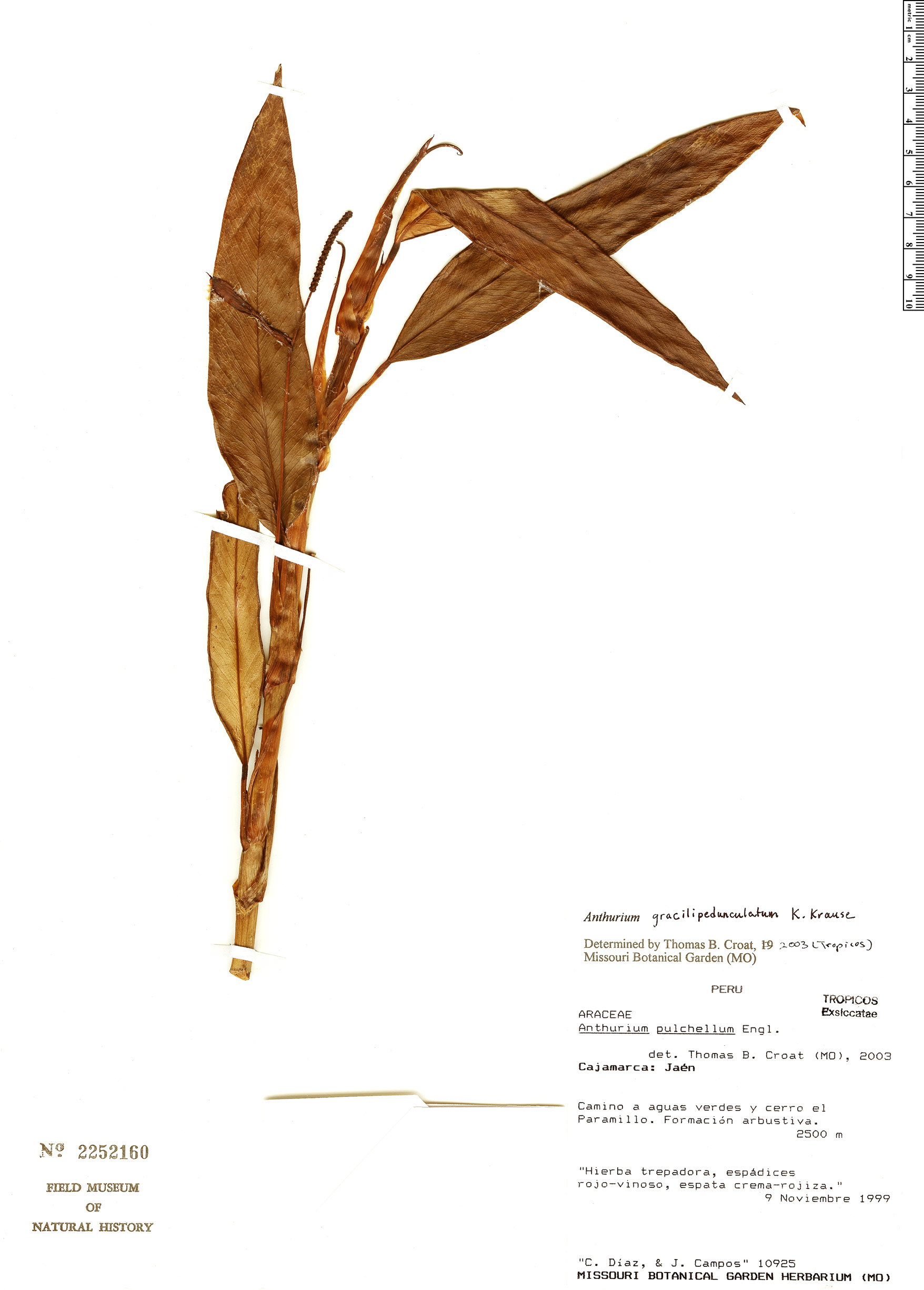 Anthurium gracilipedunculatum image