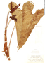 Anthurium hygrophilum image