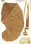 Anthurium macbridei image
