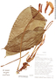Anthurium ochreatum image