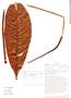 Anthurium oxyanthum image