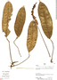Anthurium flavescens image