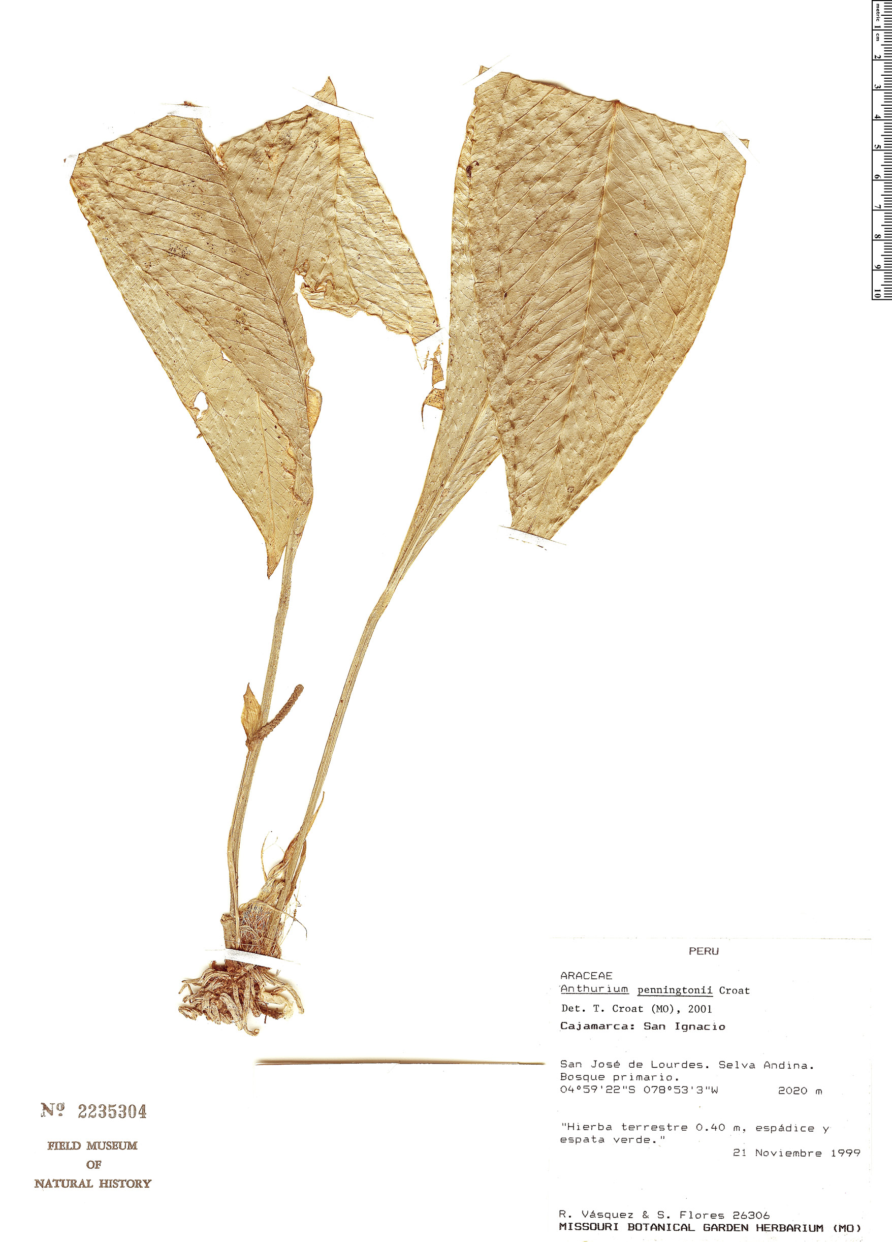 Anthurium penningtonii image