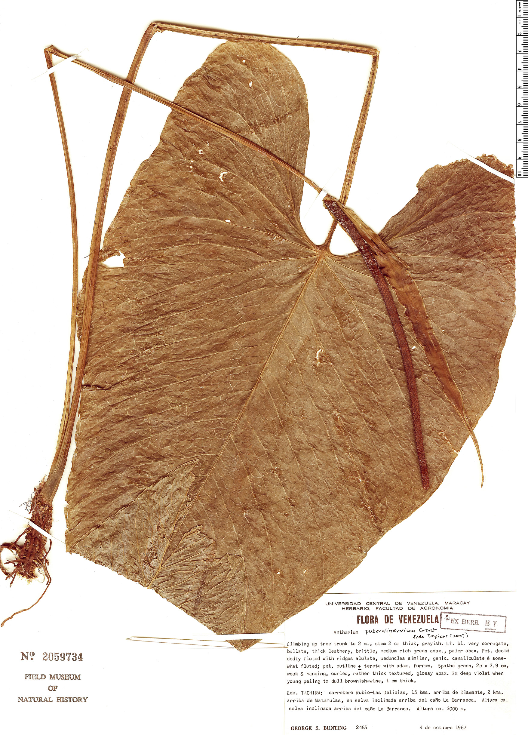 Anthurium puberulinervium image