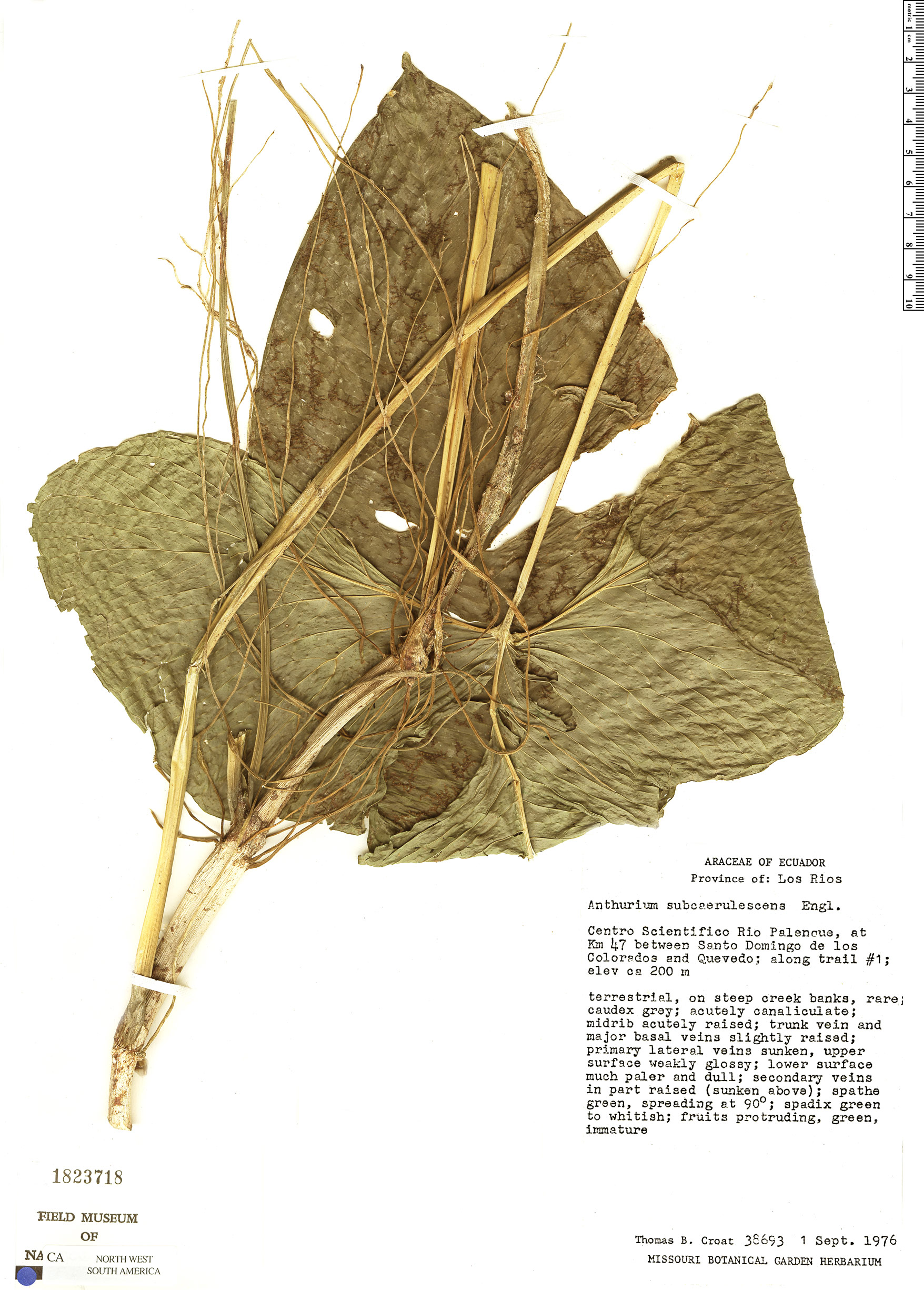 Anthurium subcoerulescens image