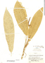 Anthurium subcarinatum image