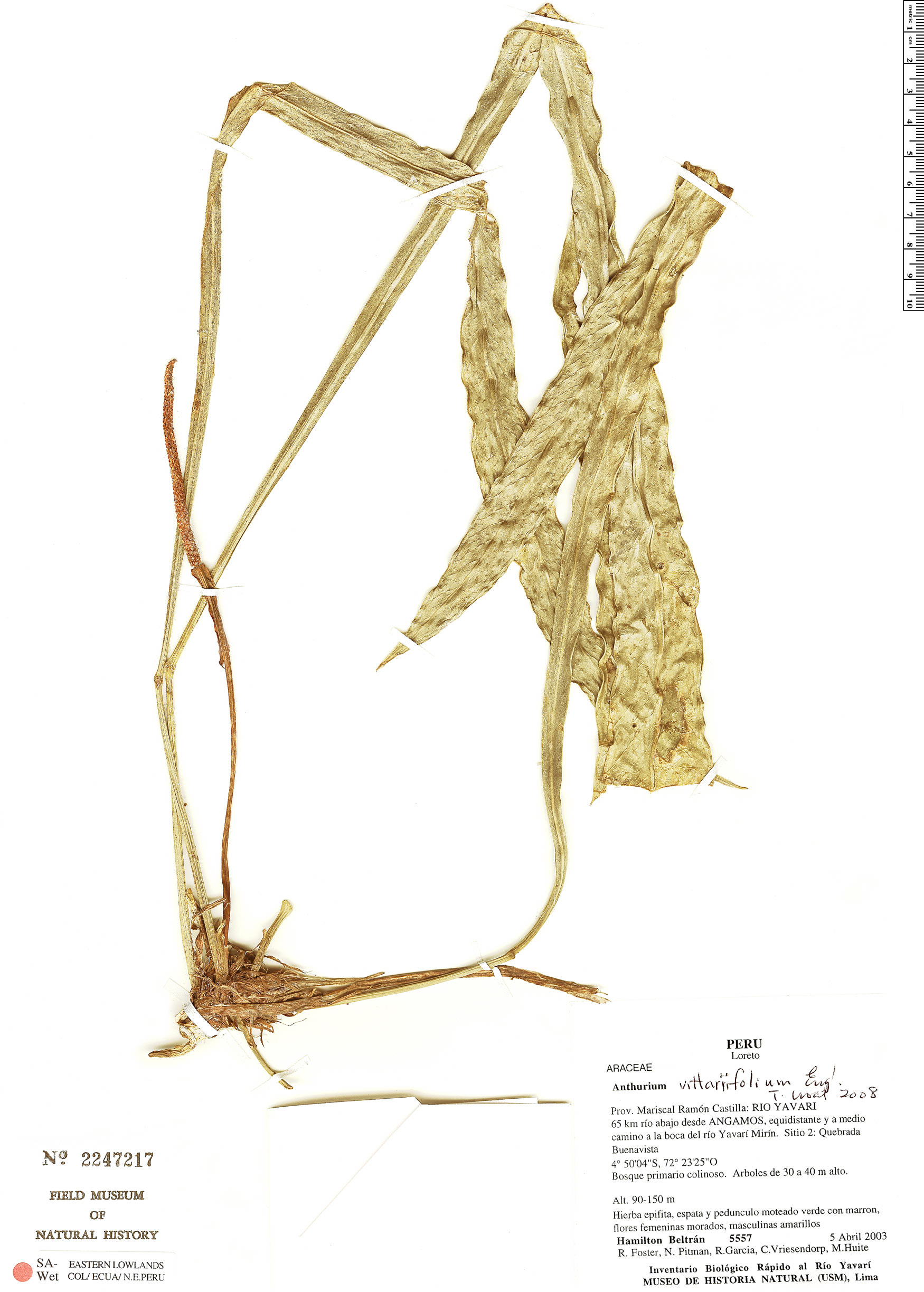 Anthurium vittariifolium image