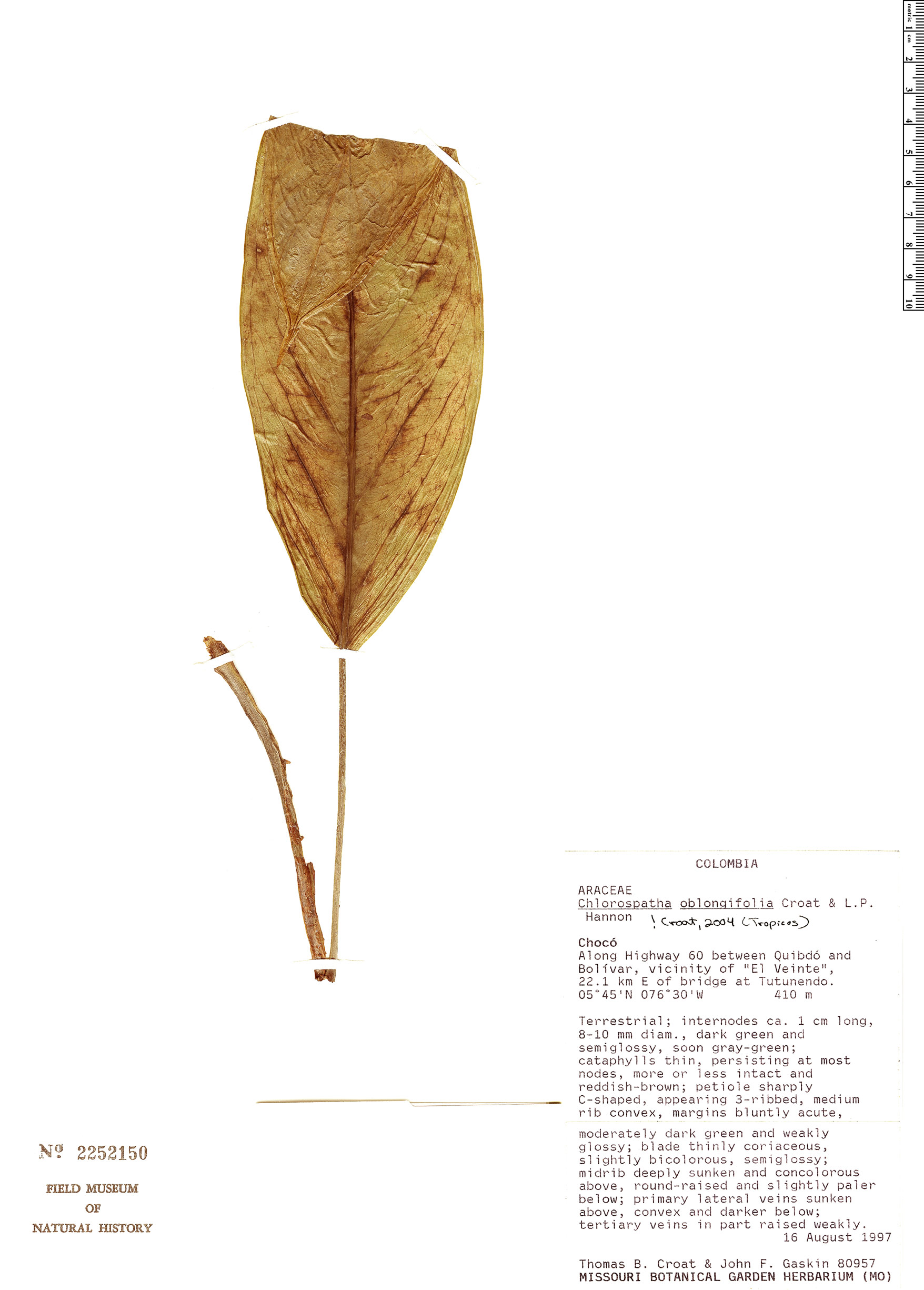 Chlorospatha oblongifolia image