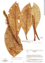 Dieffenbachia duidae image