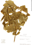 Dracontium polyphyllum image