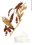 Heteropsis rigidifolia image