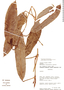 Heteropsis steyermarkii image