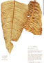Philodendron acutifolium image