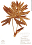 Philodendron adamantinum image