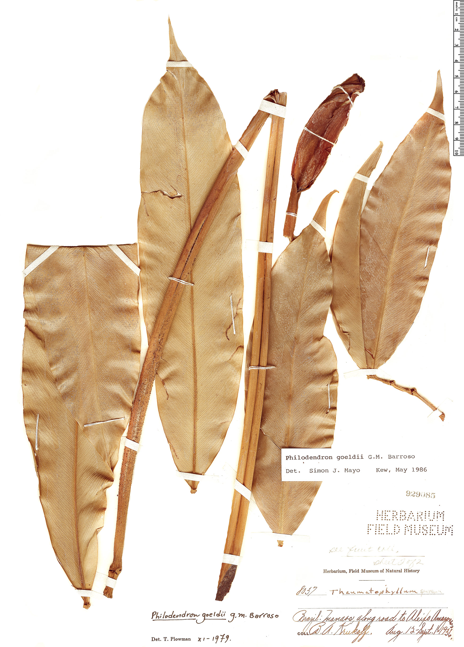 Philodendron goeldii image