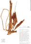 Philodendron grandifolium image