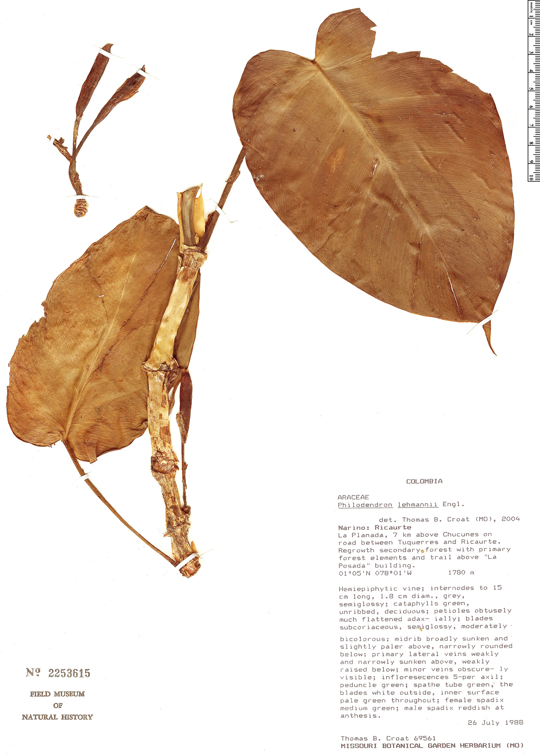 Philodendron lehmannii image