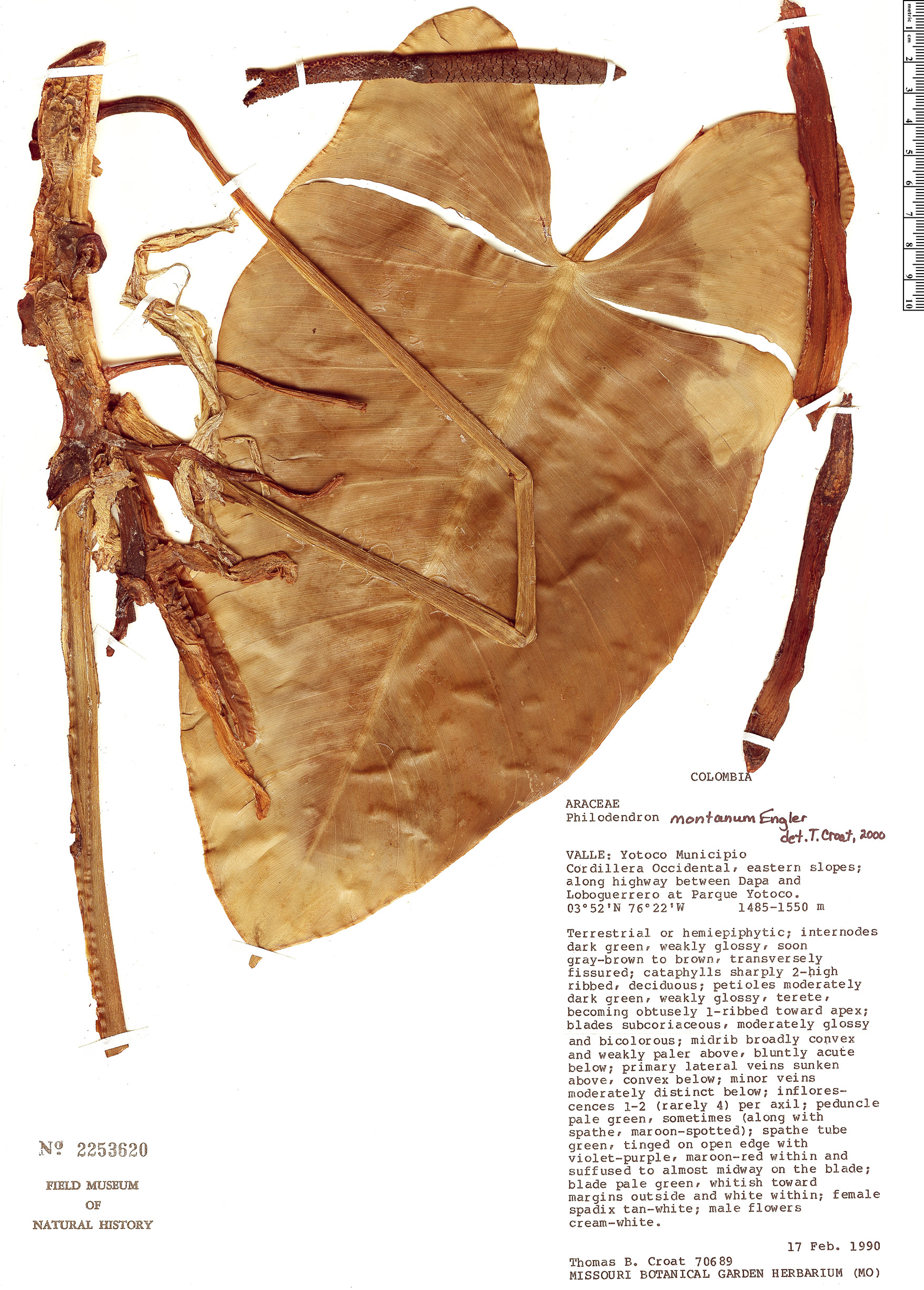 Philodendron montanum image