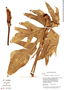 Philodendron pedatum image