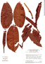 Philodendron platypodum image