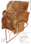 Philodendron pogonocaule image