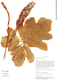 Philodendron saxicola image