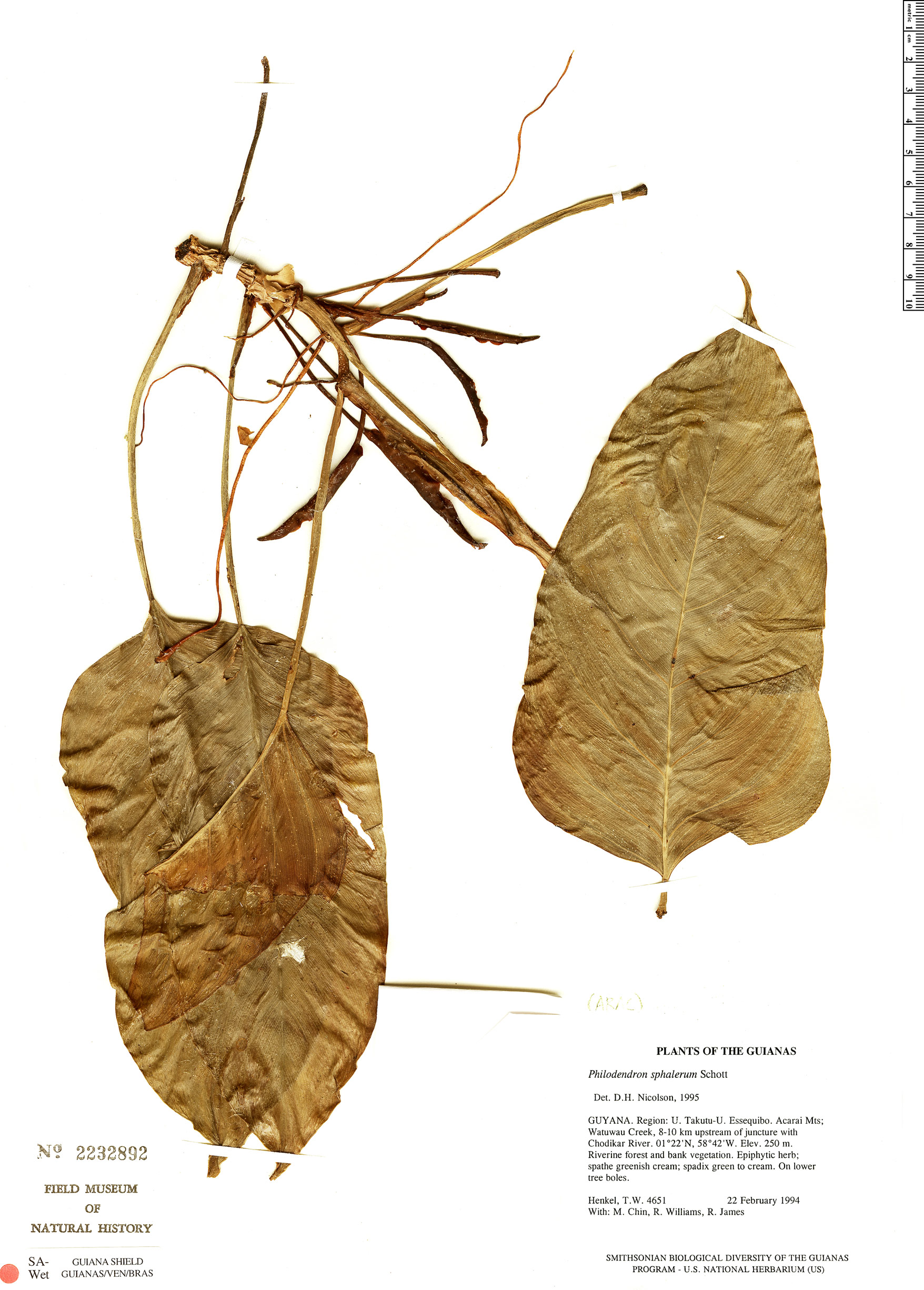 Philodendron sphalerum image