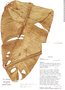 Rhodospatha moritziana image