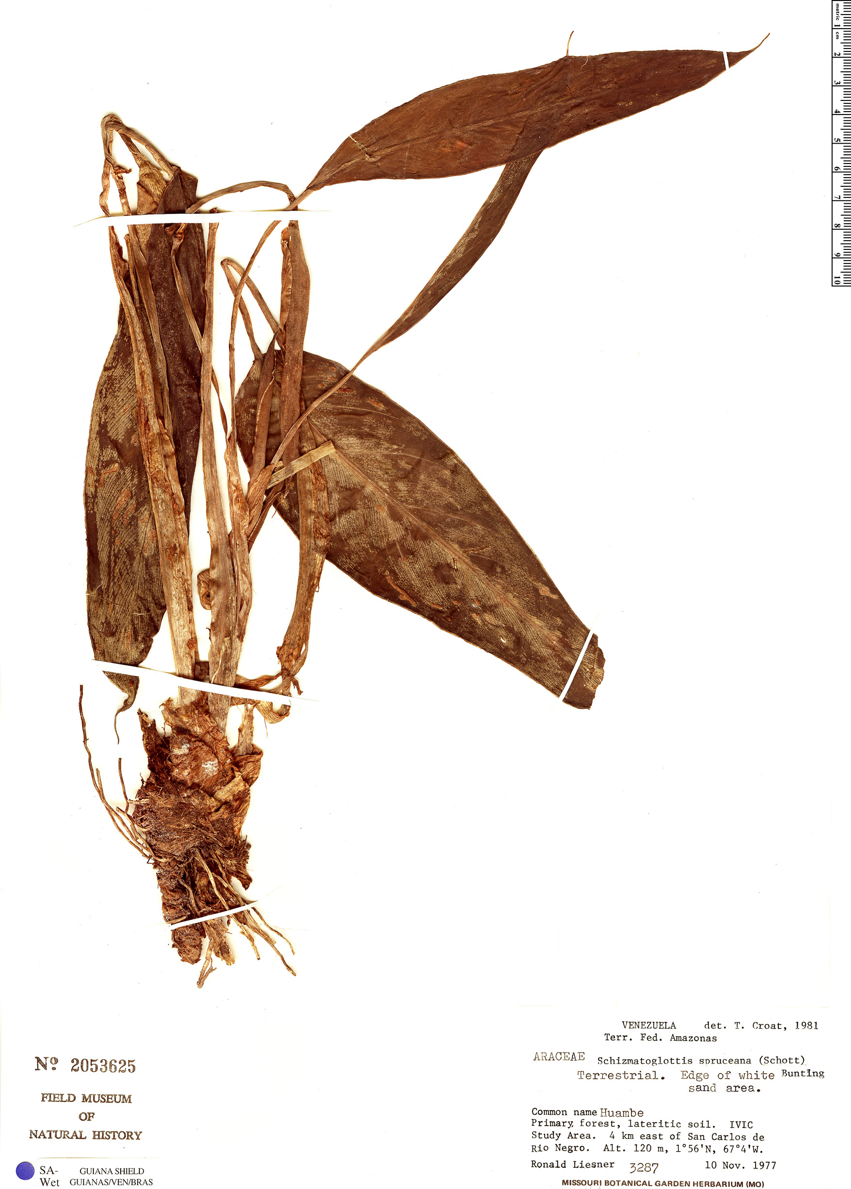 Philonotion spruceanum image
