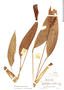 Spathiphyllum cuspidatum image