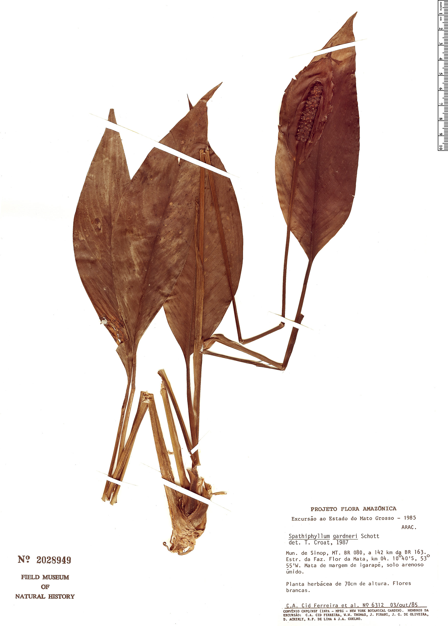Spathiphyllum gardneri image