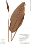 Spathiphyllum grandifolium image