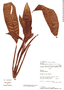 Stenospermation zeacarpium image