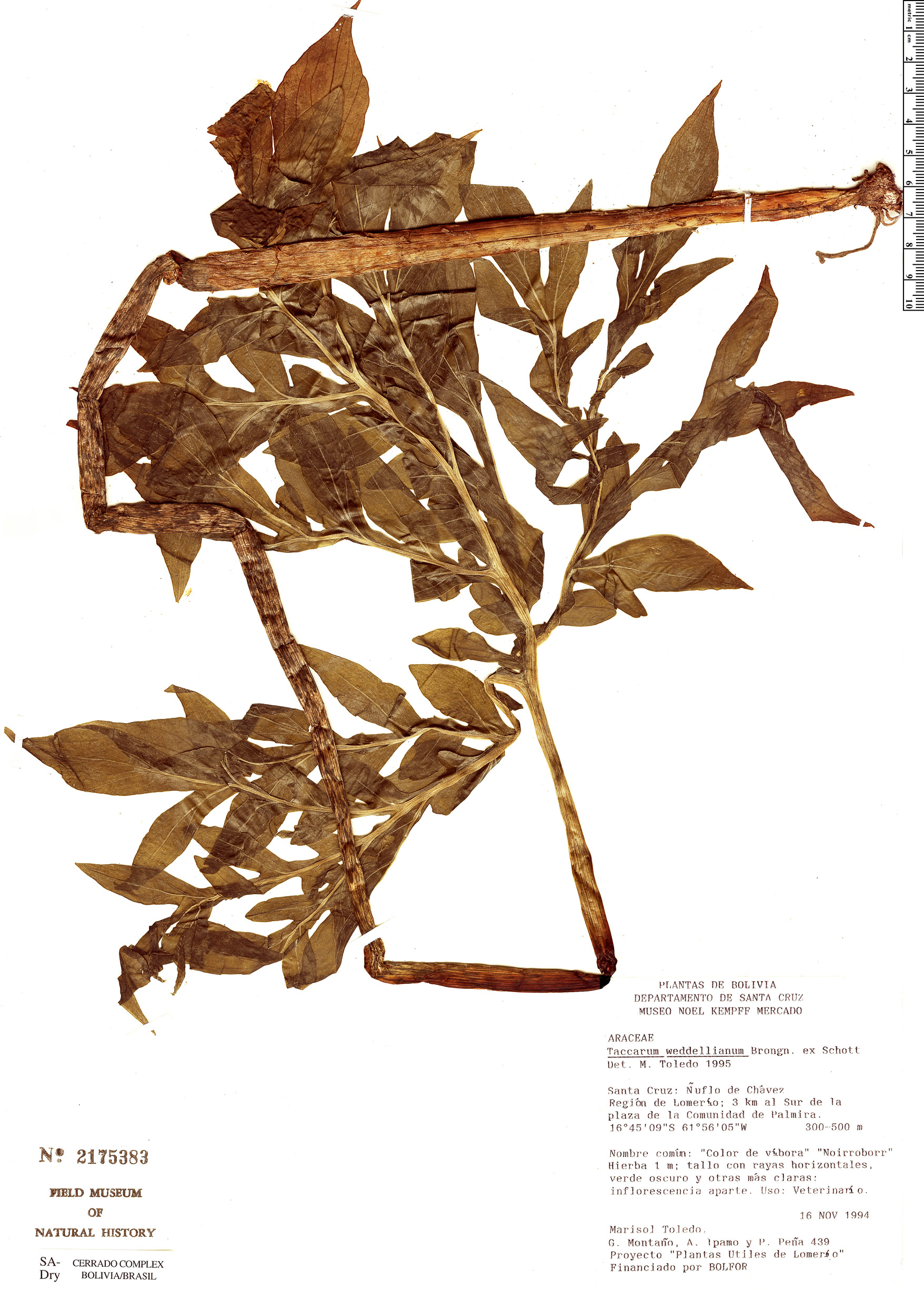 Taccarum weddellianum image