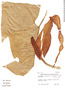Urospatha sagittifolia image